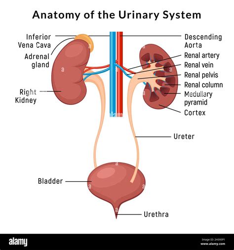 Renal system .